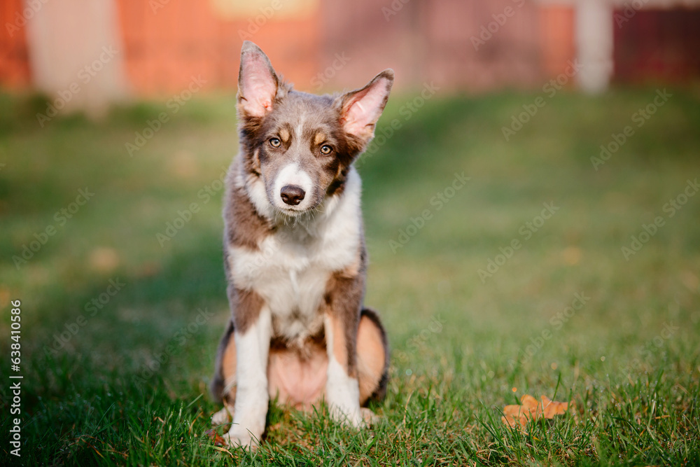 Border Collie dog puppy outdoor