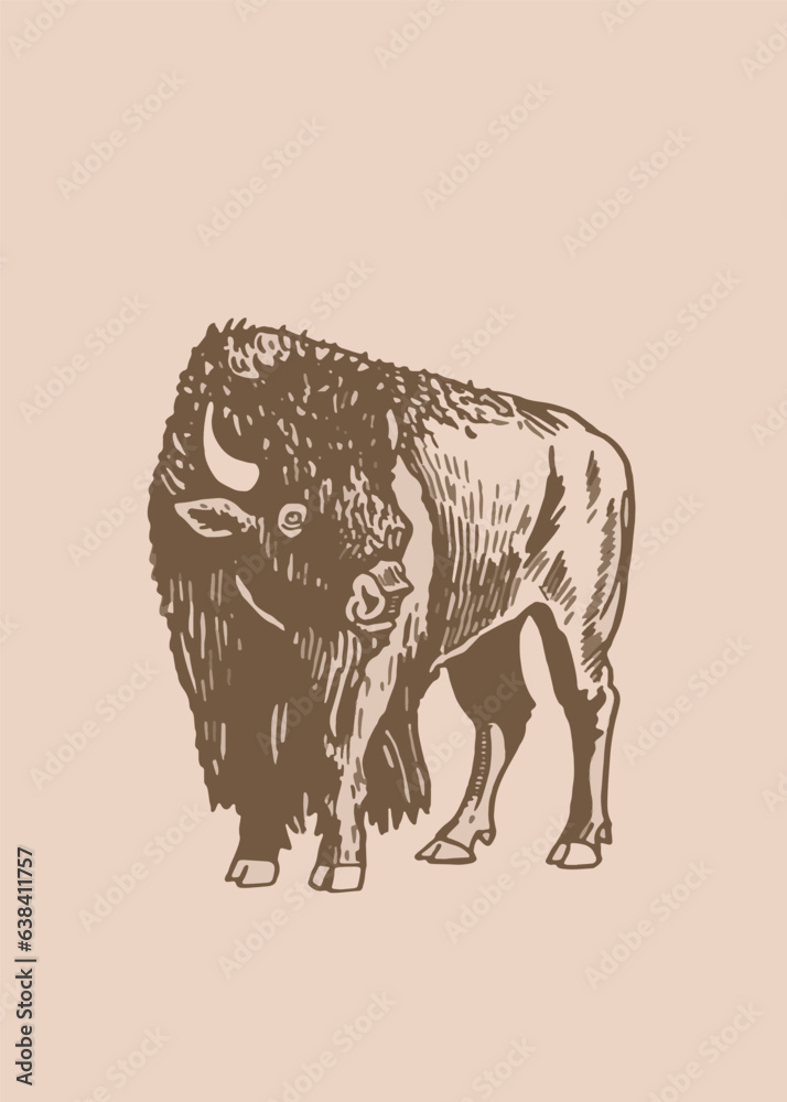 Vector hand drawn bison on sepia background,graphical vintage illustration. Bull Vector hand drawn bison on sepia background,graphical vintage illustration. Bull