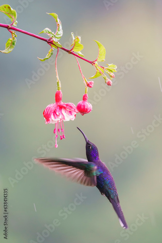 Violet sabrewing (Campylopterus hemileucurus) hummingbird in the wild