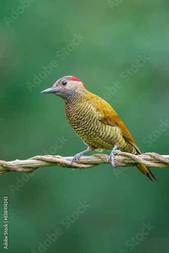 Golden olive woodpecker (Colaptes rubiginosus) in the wild