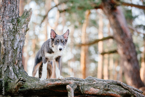 Border Collie dog puppy outdoor