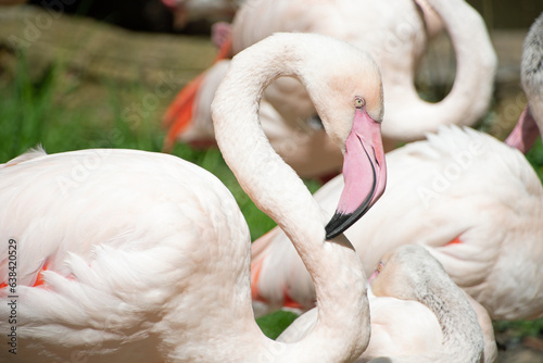 Photography Landscape of flamingos Phoenicopteridae in enclosure at Berlin Zoo in Mitte Berl