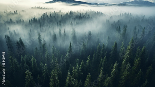 coniferous forest in foggy mountains