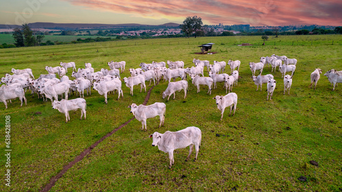 Nelore cattle on a farm in Brazil. Aerial view of oxen and cows