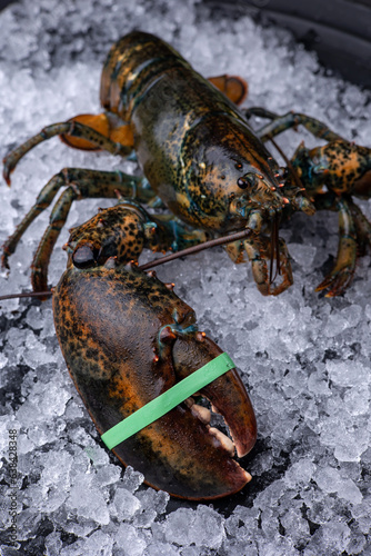 Live lobster on a dark background. Close up