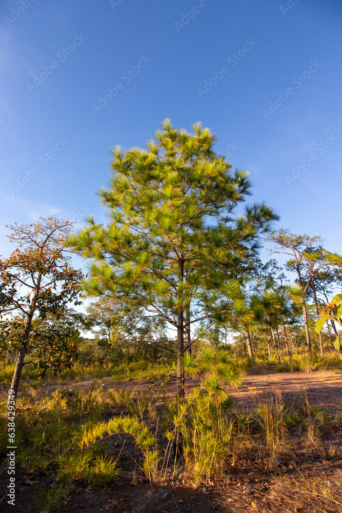 Fototapeta premium Pha Chana Dai, Ubon Ratchathani