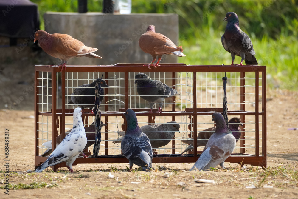 Fototapeta premium pet pigeons