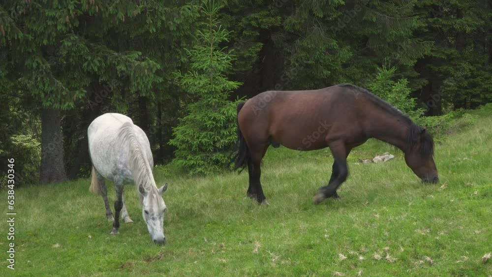 Horses feeding off grass at highland pasture. Horses feeding off grass at highland pasture.