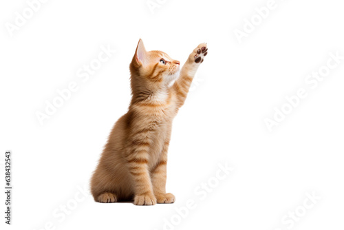 cat is playing / hunting, isolated on white/ transparent background