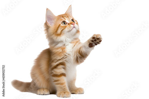 cat is playing / hunting, isolated on white/ transparent background photo