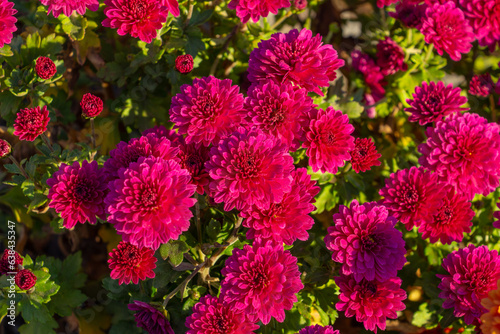 Beautiful autumn chrysanthemum flowers in the park  colored leaves  fall