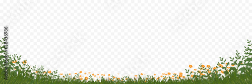 Green grass field with wide flowers border isolated transparent background, Garden plants frame or fresh lawn border element,Vector horizon banner of nature meadow field background.