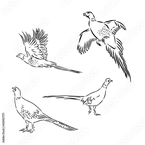 Hand drawn of an pheasant, sketch. Vector illustration isolated on a white background.