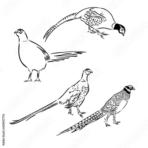 Hand drawn of an pheasant, sketch. Vector illustration isolated on a white background.