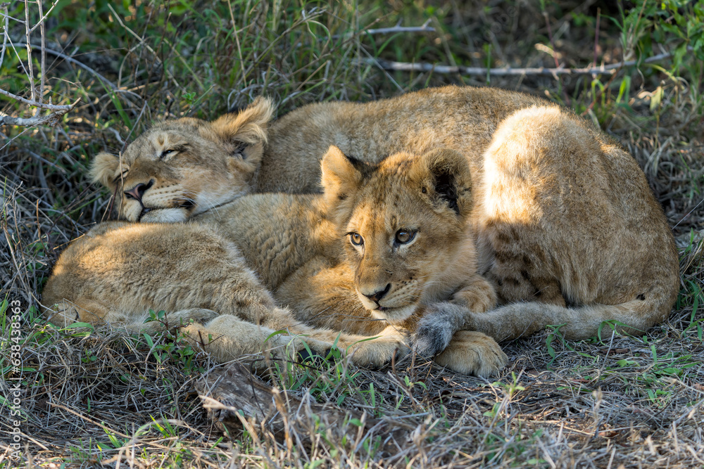 Fototapeta premium Lion cubs resting together after a big meal in the bush of a Game Reserve in South Africa