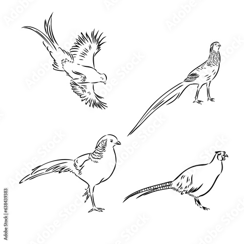 Hand drawn of an pheasant  sketch. Vector illustration isolated on a white background.