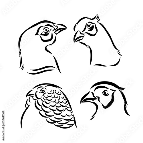 Hand drawn of an pheasant, sketch. Vector illustration isolated on a white background.