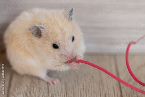 Konstfotografi The hamster is gnawing on the cable