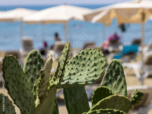 Green thorny cactus leaves in front of parasols on sea beach, Cyprus photo