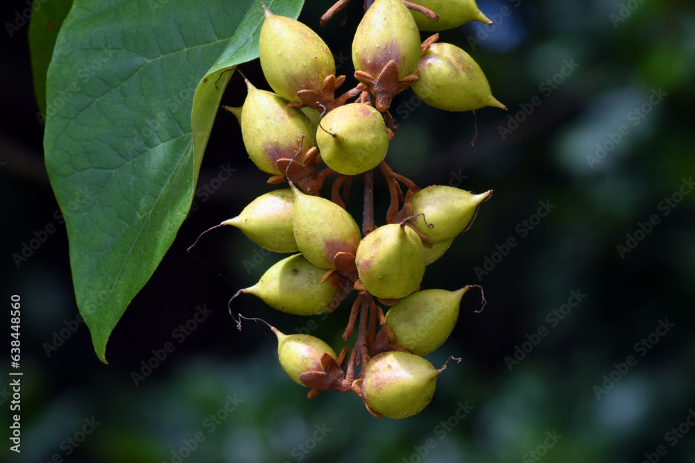 Detail of the fruits and leaves of princess tree (Paulownia tomentosa ...