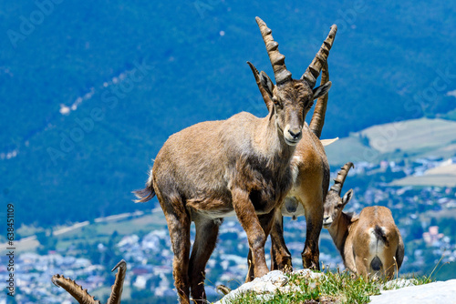 Bouquetin du vercors
