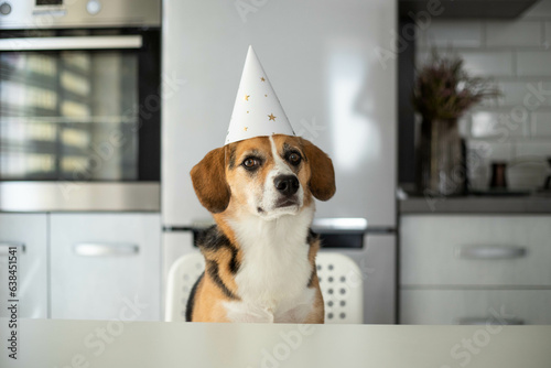 the dog is celebrating his birthday © Victoriya Bulyha