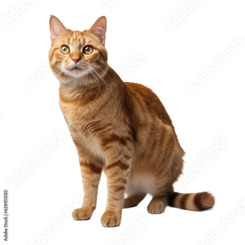Cat isolated on transparent background cutout