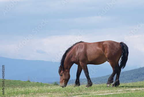 A lone horse grazes on a picturesque green meadow on a sunny summer day among the mountain peaks.