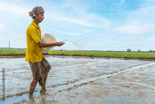 farm worker sowing paddy seeds across the agricultural field