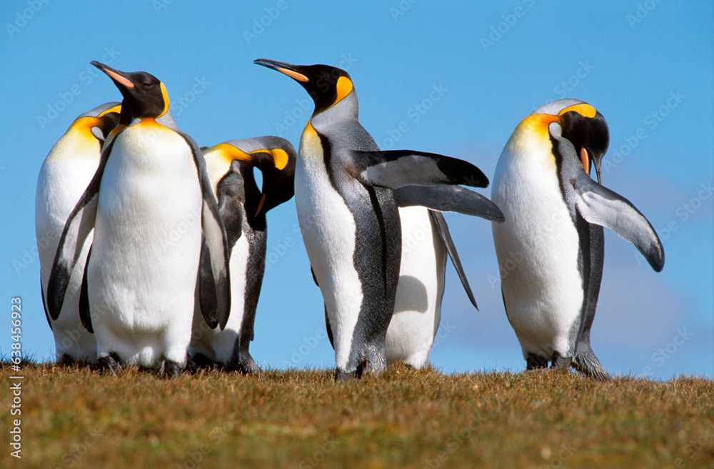 Fototapeta premium Manchot royal,.Aptenodytes patagonicus, King Penguin, Iles Falkland, Malouines