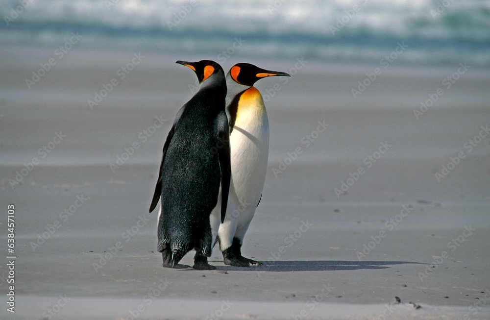 Fototapeta premium Manchot royal,.Aptenodytes patagonicus, King Penguin, Iles Falkland, Malouines