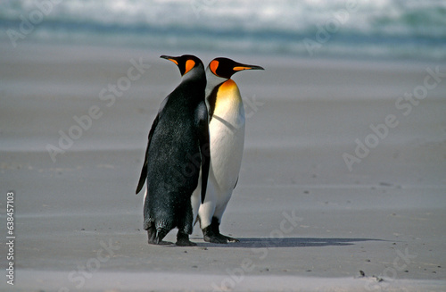 Manchot royal .Aptenodytes patagonicus  King Penguin  Iles Falkland  Malouines