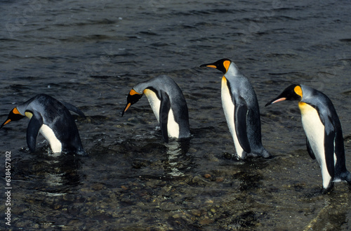 Manchot royal  .Aptenodytes patagonicus  King Penguin  Iles Falkland