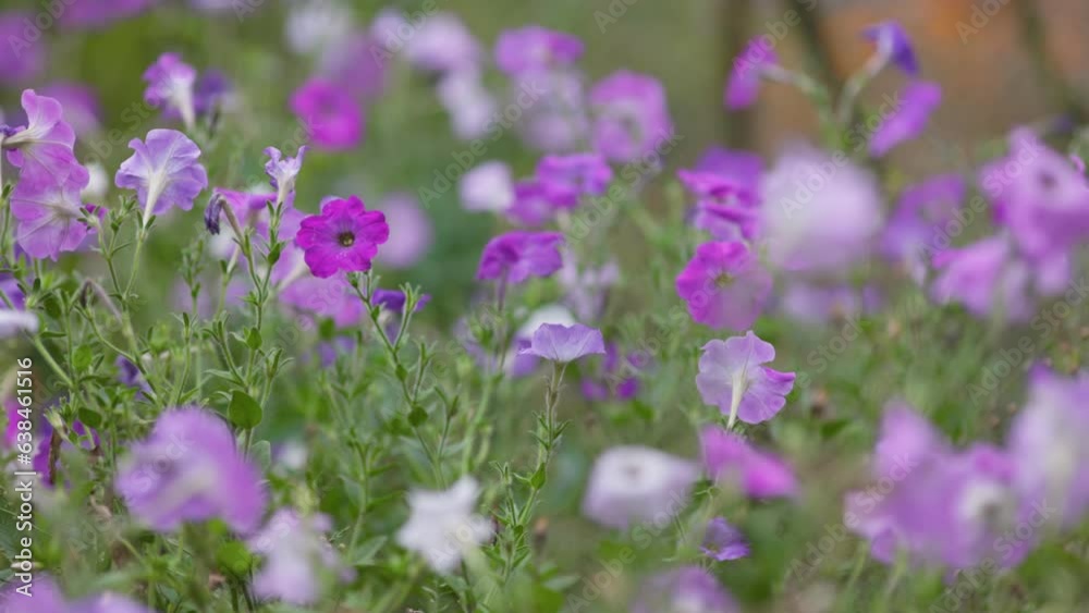 Summer purple flowers sway in the wind. Delicate summer wild flowers in the garden or park, slow motion shot Summer purple flowers sway in the wind. Delicate summer wild flowers in the garden or park, slow motion shot