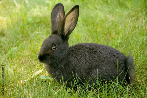 One rabbit on green grass. Cute fluffy rabbit. Easter Bunny. The concept of a cute fluffy pet.