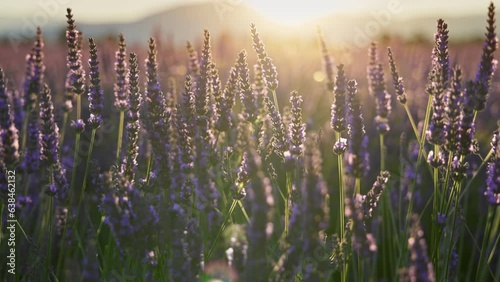 Lavender field at sunset, Provence, France. Backlit purple lavender flowers sway in the wind. Steadicam shot of violet lavender bloomig flowers