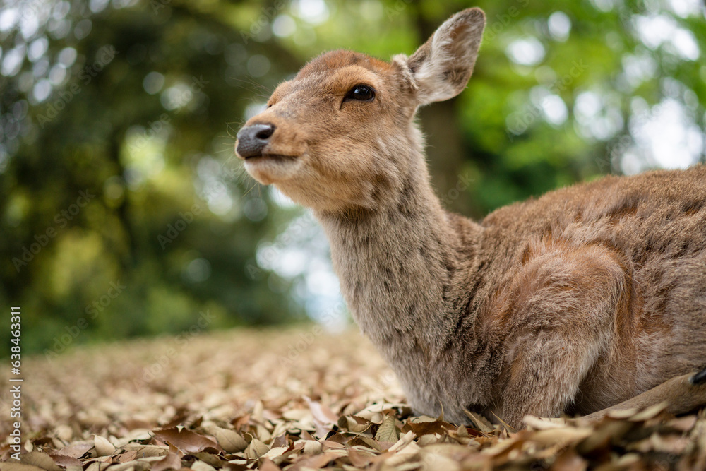 Fototapeta premium 鹿 シカ １４