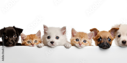Cute and funny dogs and cats peeking out from behind empty white blank banner with copy space, banner template. © dinastya