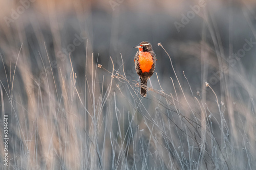 Long tailed Meadowlark, perched in Pampas grassland environment, La Pampa Province, Patagonia, Argentina. photo