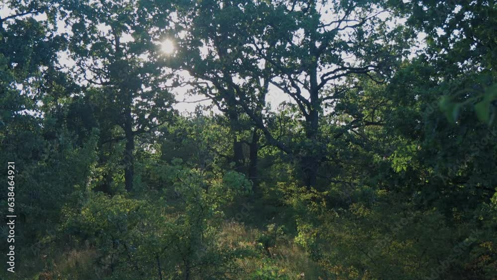 The setting sun illuminates a clearing in the forest. A lot of trees. The sun penetrates through the branches. Leaves, grass, plants sway in the wind. The setting sun illuminates a clearing in the forest. A lot of trees. The sun penetrates through the branches. Leaves, grass, plants sway in the wind.