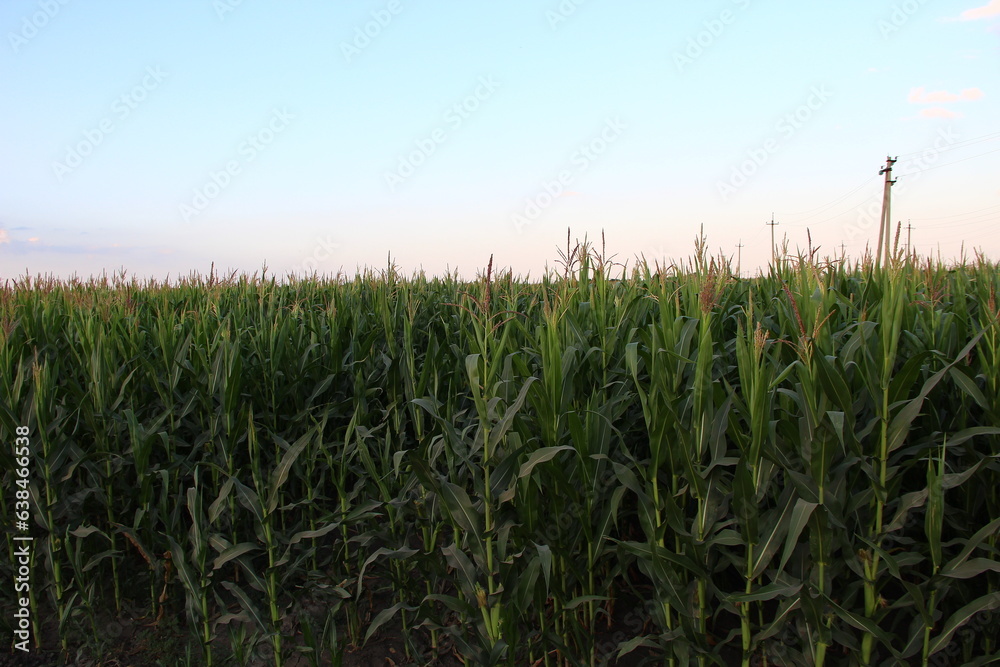 Cornfield, even row of corn Cornfield, even row of corn