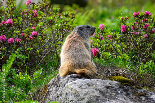 Marmotte des Pyrénées