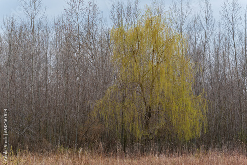Weeping Willow Tree Coming Alive In Spring In Wisconsin