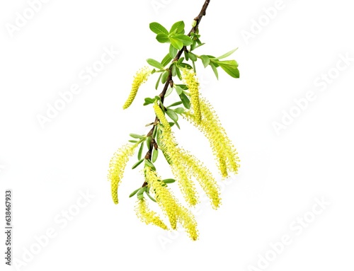 photo of Salix triandra. Almond willow, Willow male flowers isolated un white photo