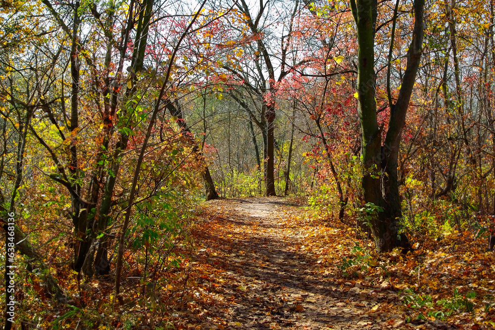 path in the autumn forest. Golden autumn in the forest