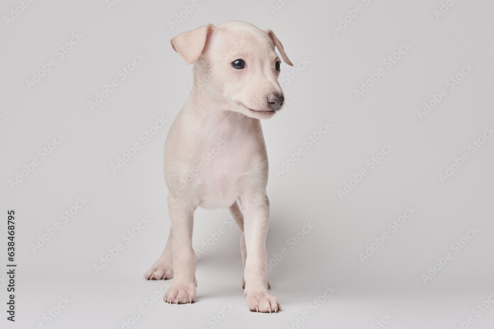 Portrait of cute Italian Greyhound puppy isolated on white studio background. Small beagle dog white beige color.