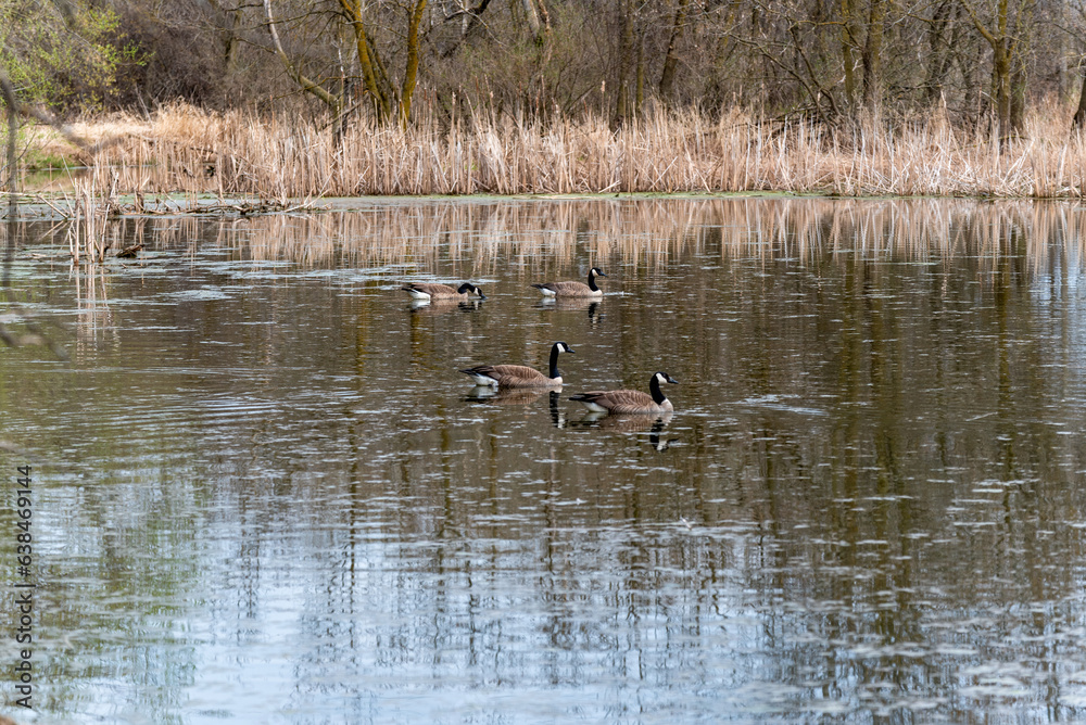 Canada Geese On A Secluded Pond In Spring In Wisconsin Canada Geese On A Secluded Pond In Spring In Wisconsin