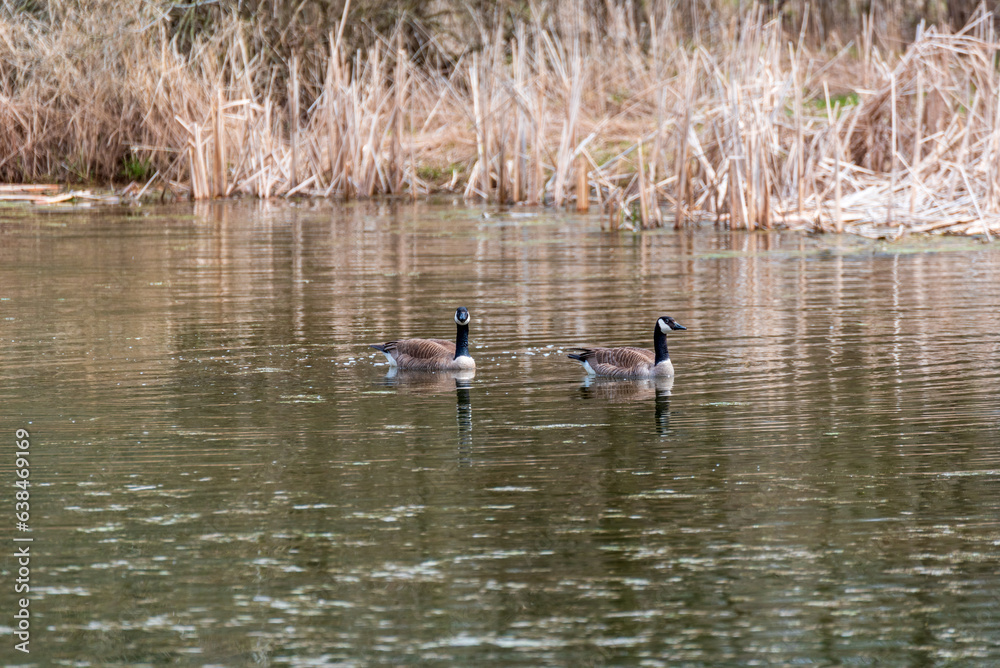 Canada Geese On A Secluded Pond In Spring In Wisconsin Canada Geese On A Secluded Pond In Spring In Wisconsin