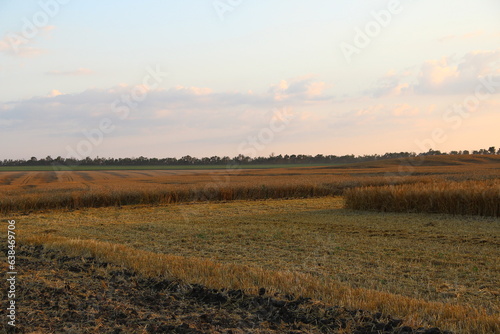 Ripe wheat field at evening