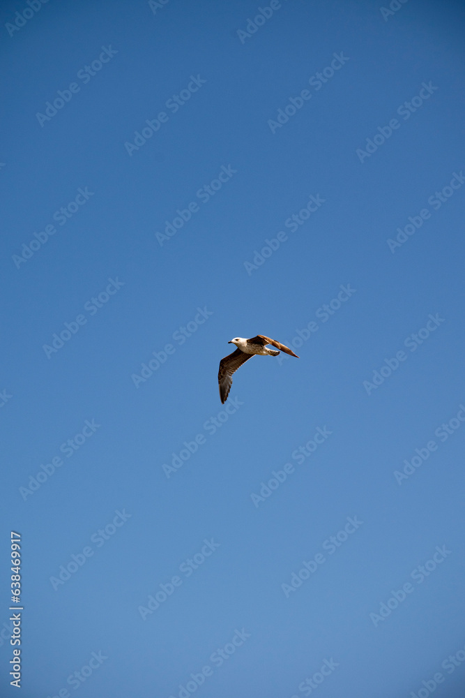 Fototapeta premium phare de barra 015